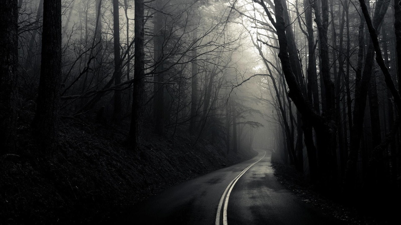 tree, branch, monochrome, trees, tranquility, tree trunk, the way forward, non-urban scene, fog, black, woodland, 1080P, bare tree, land, white, road