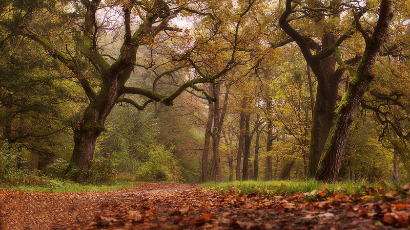 trees, mist, trunk, landscape, nature, no people, tree trunk, park, autumn, tranquil scene, growth, outdoors, plant, day, 720P, autumn collection, woodland