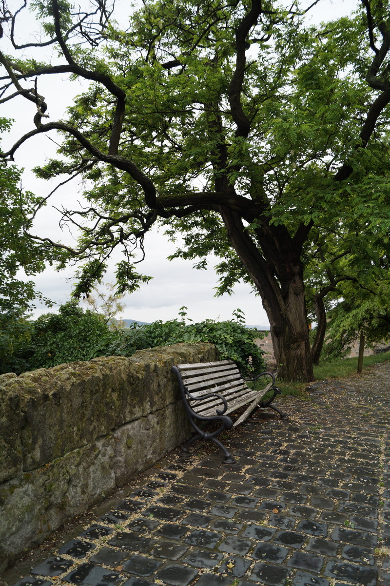 beauty in nature, trunk, Abandoned, scenics, no people, absence, Cobble Stone, tree trunk, Pad, Privacy, plant, park bench, nature, tree, broken, park