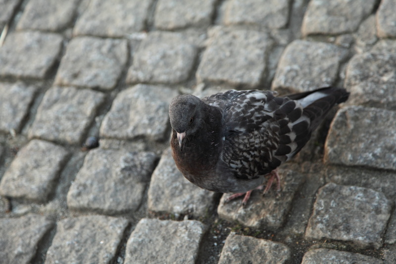 floor, bird, beak, outdoors, sidewalk, no people, animal wildlife, tile, pavement, cobble, gray, animal themes, focus on foreground, single, street, pigeon