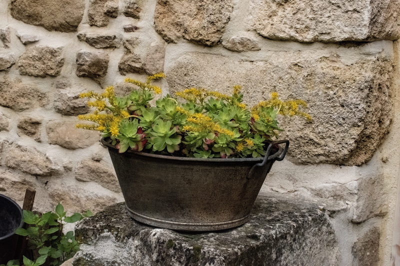 potted plant, wall - building feature, cobbled wall, plant part, botany, greenery, growth, green color, french garden, garden decor, plant, south of france