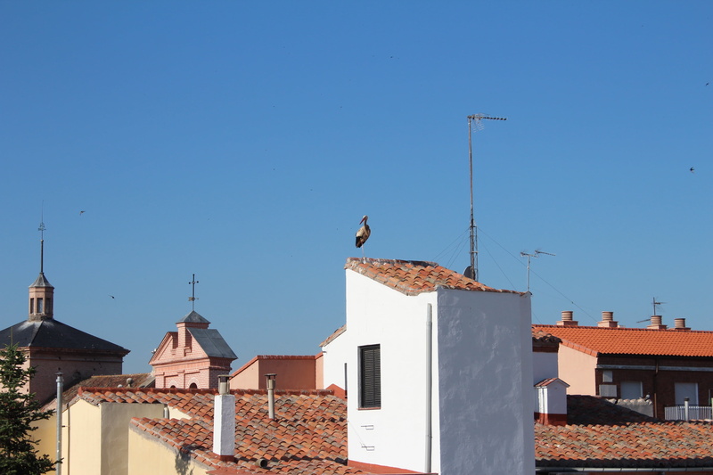 spain, seagull, sky, no people, bird, animal wildlife, perching, day, roof tile, animal, building exterior, built structure, animal themes, architecture