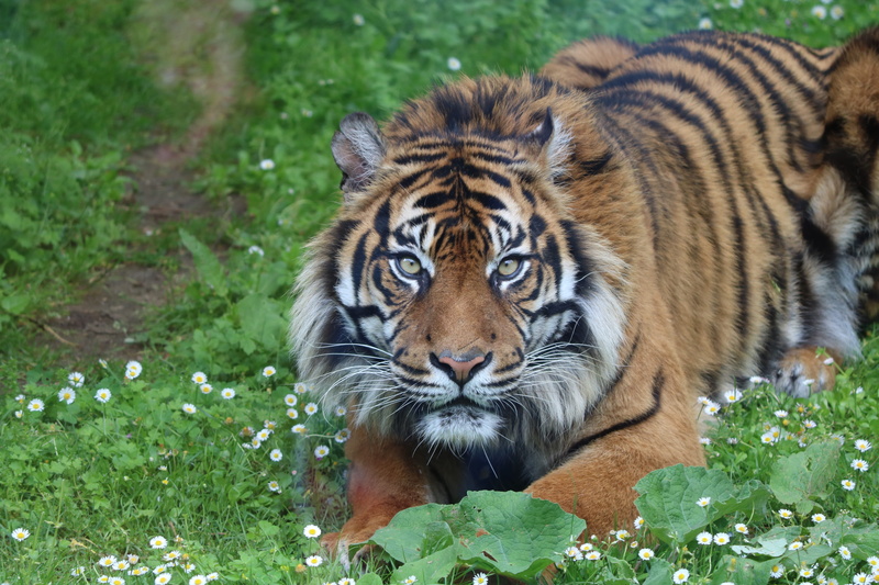 portrait, animals in the wild, animal, mammals, tawny, palm oil, daisy, grass, relaxation, vertebrate, tiergarten, feline, outdoors, 5K, cat, nature, land