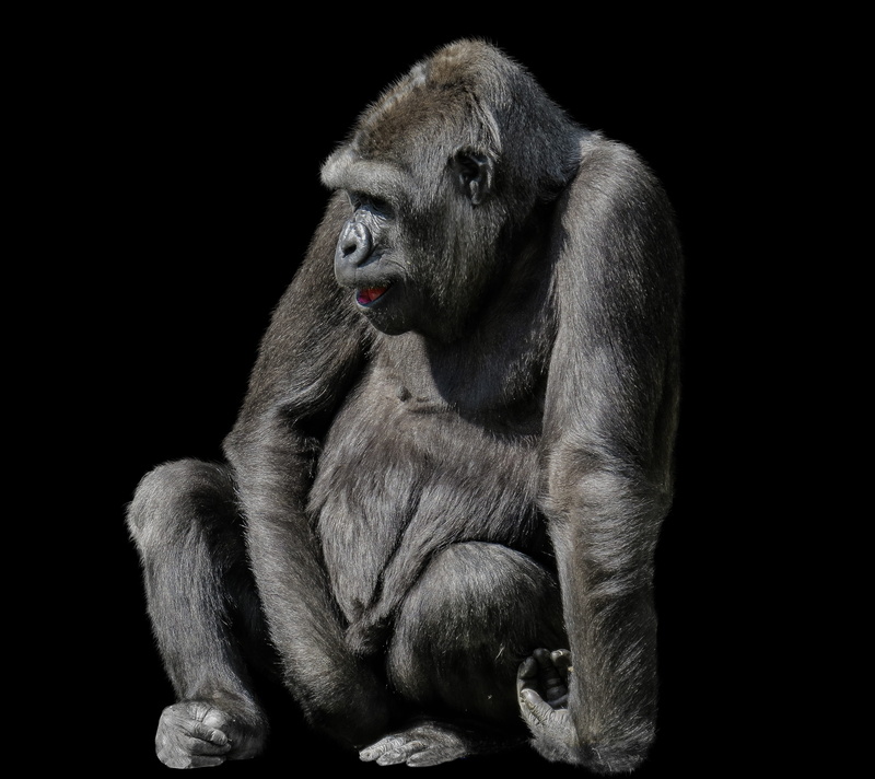 relaxation, indoors, sit, one animal, ape, animals in the wild, studio shot, animal wildlife, looking, break, lowland gorilla, 2K, black background, animals