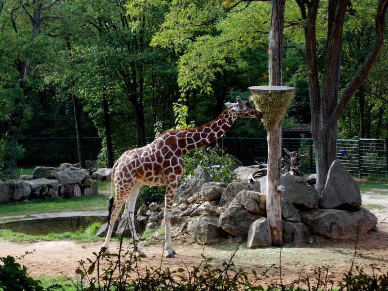 outdoors, plant, group of animals, 4K, animal themes, rock, nature, eat, feed, feeding, animal, food, animals, tree, zoo, growth, rock - object, animals in the wild