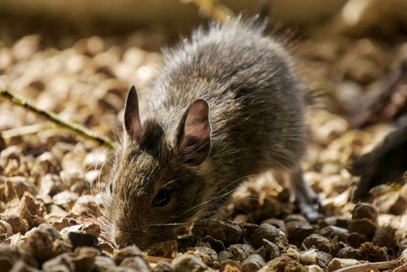 pets, one animal, animals in the wild, cute, close-up, mouse, no people, animal themes, mammal, selective focus, animal, nager, nature, young animal, outdoors