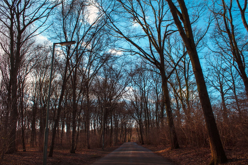 direction, tranquility, tiergarten, scenics - nature, non-urban scene, photo, bare tree, blue, trees, growth, the way forward, nature, 4K, woodland, fall
