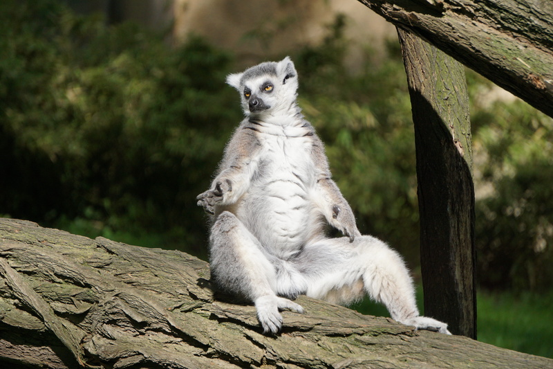 tree, mammal, animal world, animal, focus on foreground, animal wildlife, wood - material, zoo, ring tailed lemur, catta, looking away, nature, tiergarten