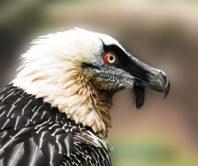 animal head, eye, animal wildlife, selective, bird of prey, animals, one animal, nature, day, photo, animal eye, bird, focus, animals in the wild, close-up