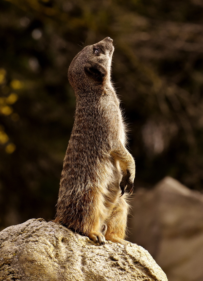 tierpark hellabrunn, possum, animal wildlife, rock, 2K, focus, portrait, standing, rock - object, nature, one animal, photography, zoo, looking away, charming