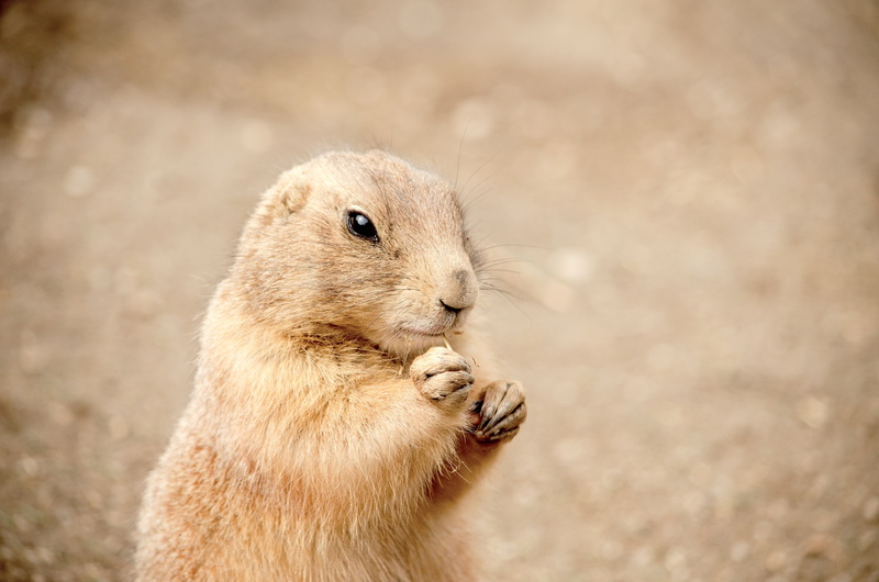 no people, animal wildlife, 4K, eat, one animal, rodent, profile view, outdoors, animal, mammal, cute, pets, tiergarten, animals in the wild, close-up
