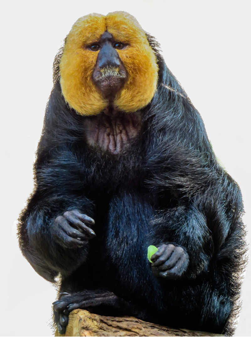 watch, saki, eyes, black, bart, monkey, face, portrait, vertebrate, curiosity, tiergarten nürnberg, indoors, no people, animal, animal themes, weisskopfsaki