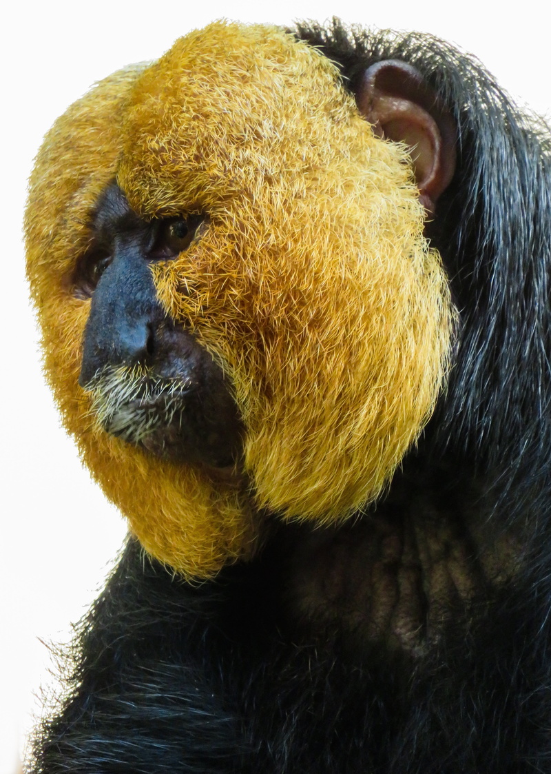 animal head, domestic animals, animal body part, bart, outdoors, monkey, no people, saki, weisskopfsaki, looking away, curiosity, eyes, tiergarten nürnberg