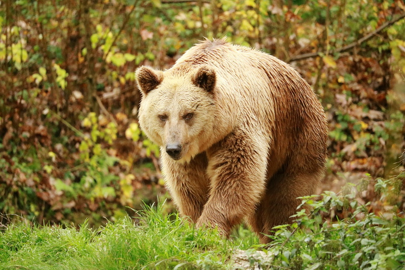 one animal, land, animal wildlife, bear, omnivore, field, animals in the wild, furry, no people, portrait, grass, animal themes, looking, canada, wild