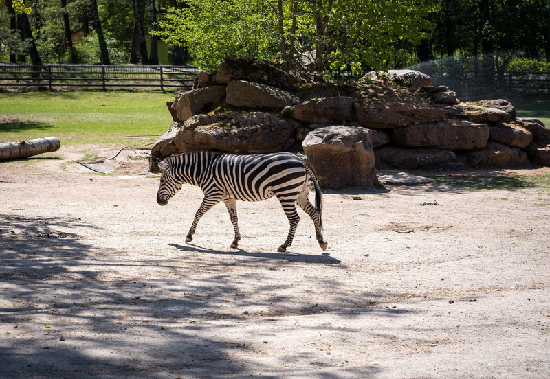 domestic animals, herbivorous, day, nature, animal themes, vertebrate, enclosure, animal world, stripes, zoo, tree, wild animal, crosswalk, land, 4K, animal
