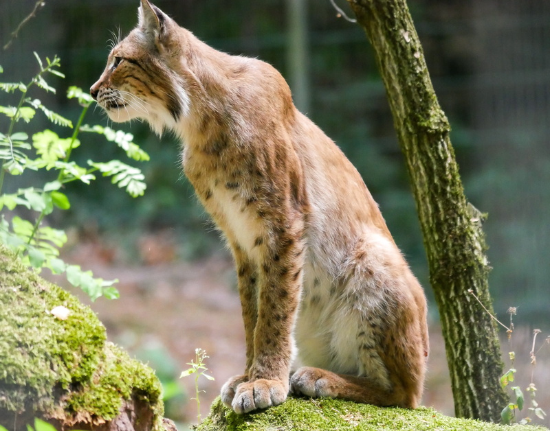 tiergarten nürnberg, animal world, wildcat, no people, tree, outdoors, looking, animal themes, animals in captivity, pets, one animal, predator, animal
