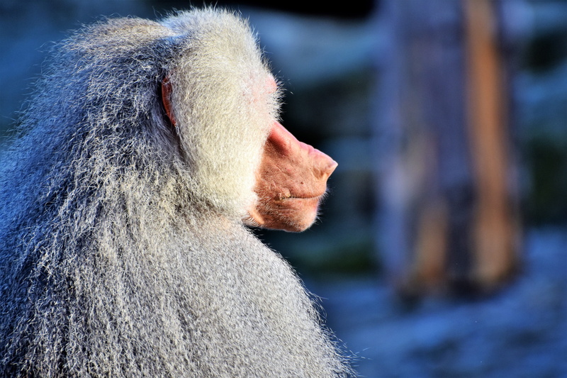 tiergarten, close-up, tierpark hellabrunn, outdoors, mammal, one animal, focus on foreground, hair, animal hair, day, primate, creature, animals in the wild
