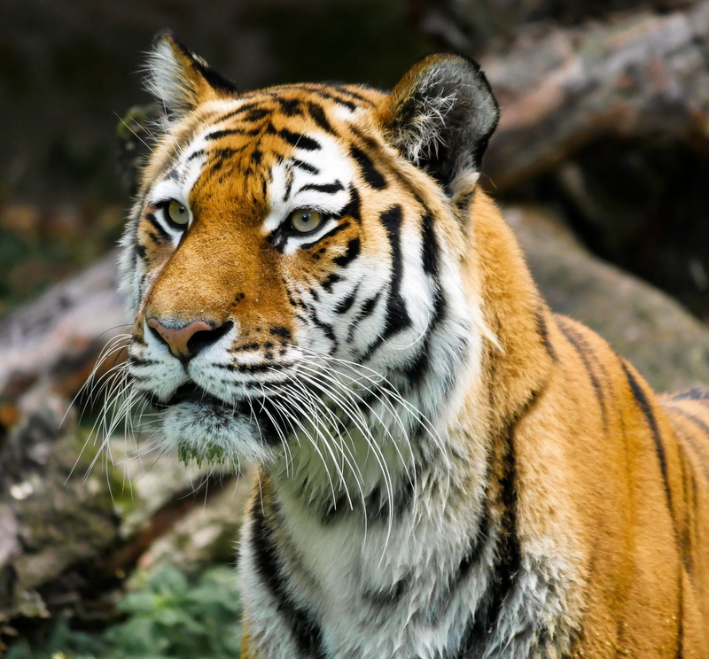 no people, focus on foreground, dangerous, feline, one animal, whiskers, 2K, zoo, animal, animal body part, predator, day, close-up, animal head, nature
