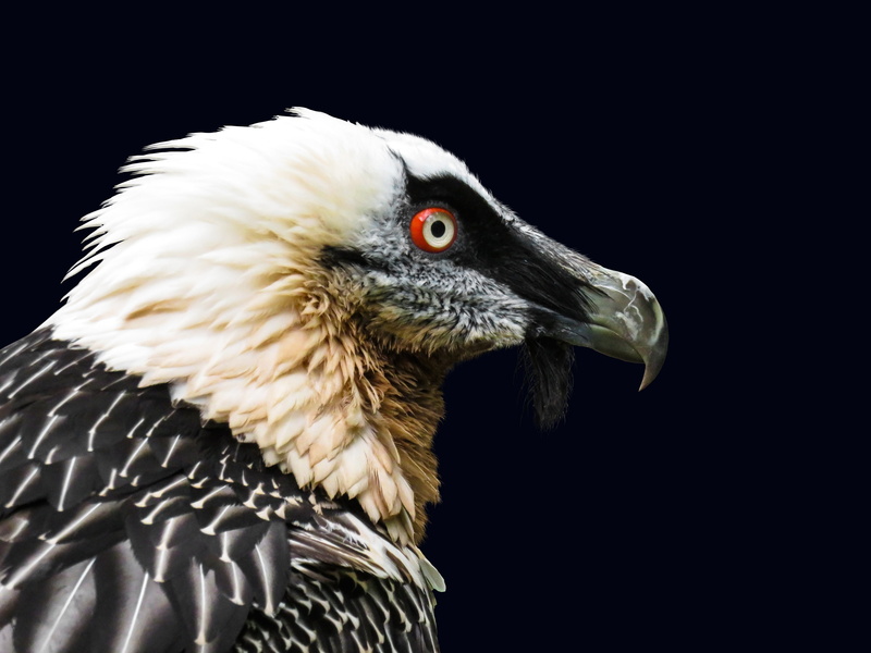 animal eye, animals in the wild, animals, feather, bird of prey, beak, nature, animal portrait, bill, bird, bart, 5K, vertebrate, eagle, animal body part