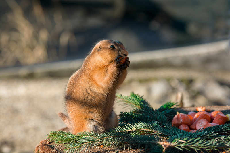 animals in the wild, one animal, tiergarten nature, vertebrate, vegetable, healthy eating, suricata suricatta, focus on foreground, meercat, enjoy, small