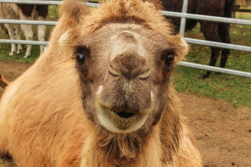domestic, brown, face, enclosure, egypt, fence, camelidae, boundary, Desert, snout, animal themes, hump, desert ship, outdoors, cute, close-up, domestic animals