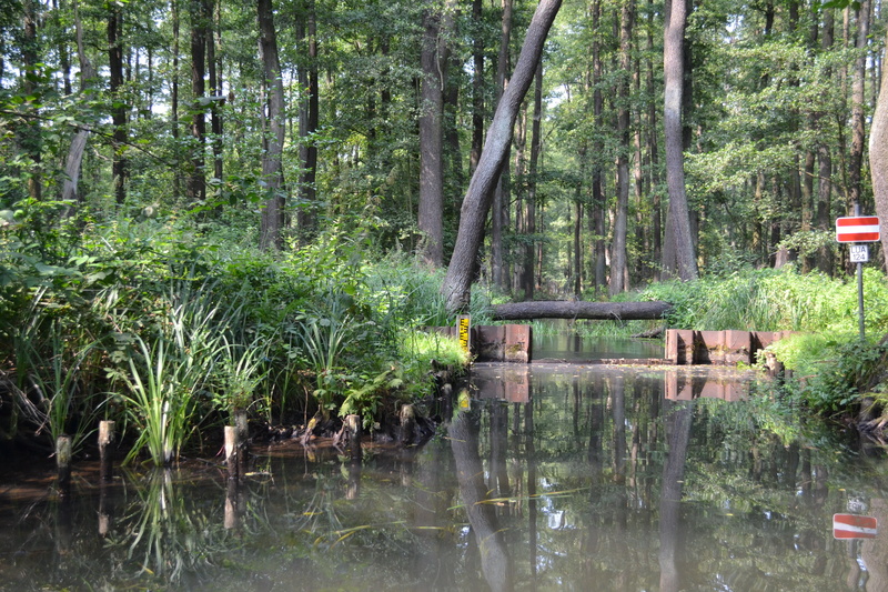 spreewald, plant, tranquil scene, 4K, scenics - nature, green color, tranquility, beauty in nature, forest, reflection, waterfront, no people, day, water
