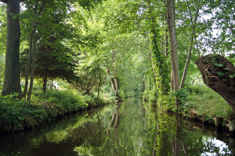 non-urban scene, outdoors, tree trunk, spreewald, reflection, scenics - nature, nature, plant, tranquility, day, 4K, tranquil scene, landscape, scenics