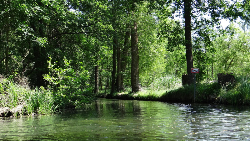 Depth, trees, tranquility, plant, flowing, day, foliage, cultural landscape, Spree, lake, Landscape, tree, channel, summer, swamp, 4K, green Color, growth