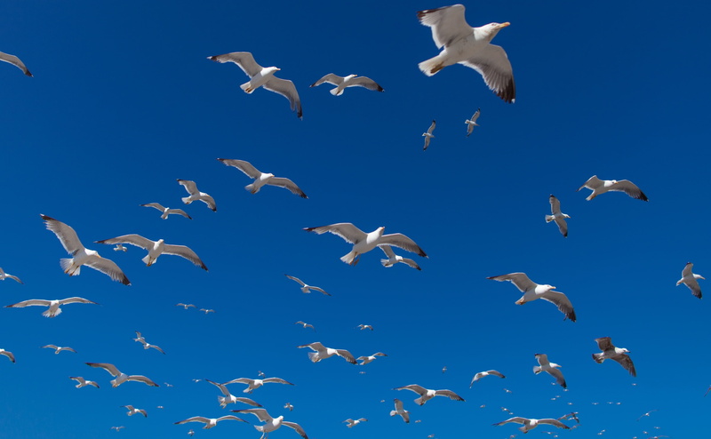 large group of animals, flapping, animal, motion, nature, flying, sky, animals in the wild, flock of birds, Photo, vertebrate, Seagulls, animal wildlife