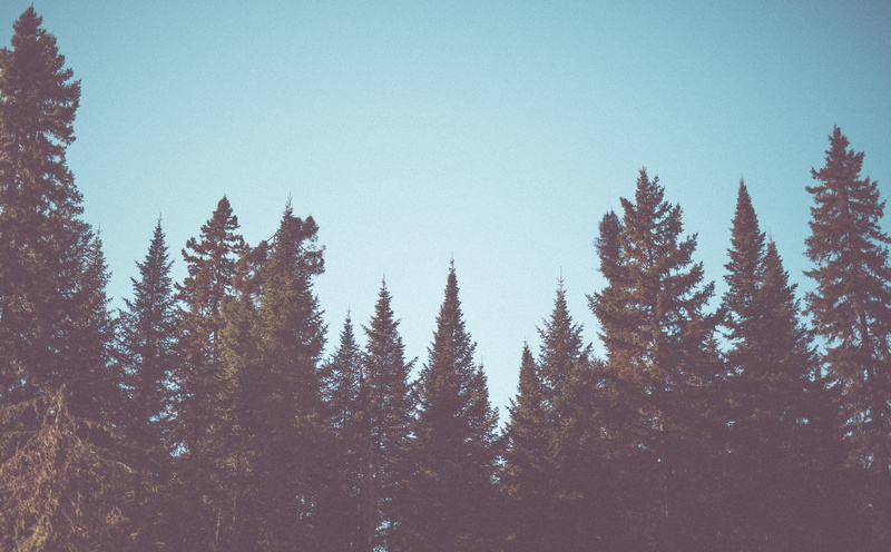 winter, snow, fir, 5K, Wild, clear sky, cold temperature, tranquility, Vintage, sky, green, scenics - nature, tree, no people, Woods, day, Forest, Nature
