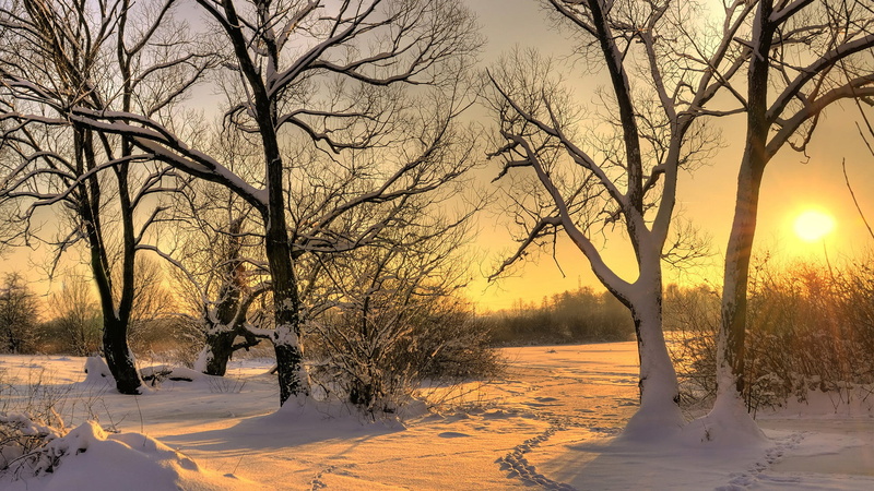 water, branch, rural, travel, plant, landscape, oak, tree, silhouette, winter, frozen, tranquility, cold, yellow, sunlight, sun, meadow, 1080P, field