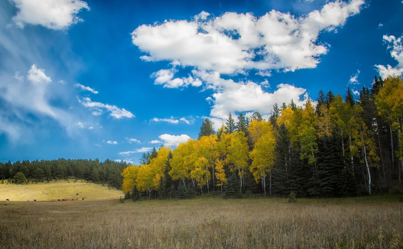 non-urban scene, Landscape, Autumn, change, tranquil scene, bluesky, plant, 4K, land, Scenery, day, Pasture, no people, field, View, visit, tree, cloud - sky