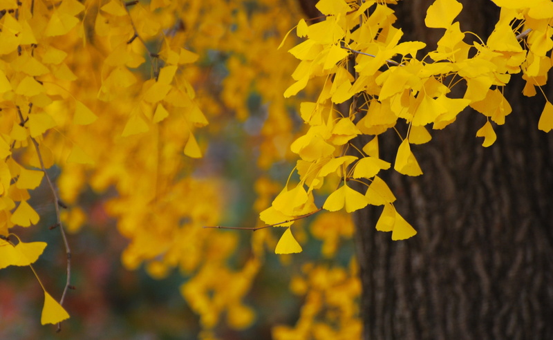 Leaves, Tree, 2K, Yellow, Seasons, Autumn, ginkgo