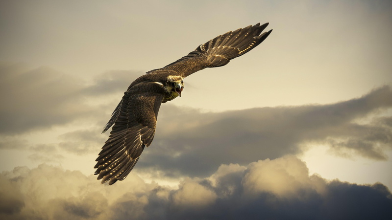bird, wild animal, wild, sky, fly, 4K, eagle, air