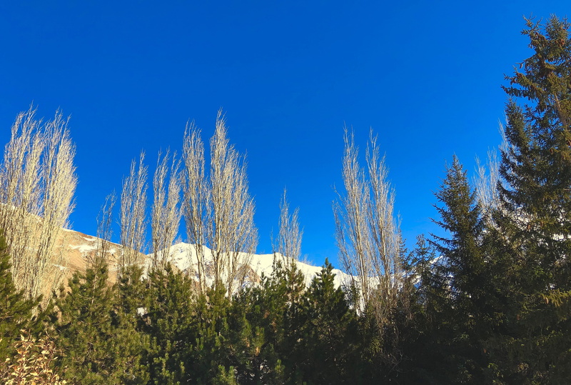 pine tree, tree, blue, iran, pine woodland, sky, land, tranquil scene, day, no people, bluesky, growth, low angle view, plant, coniferous tree, sunlight
