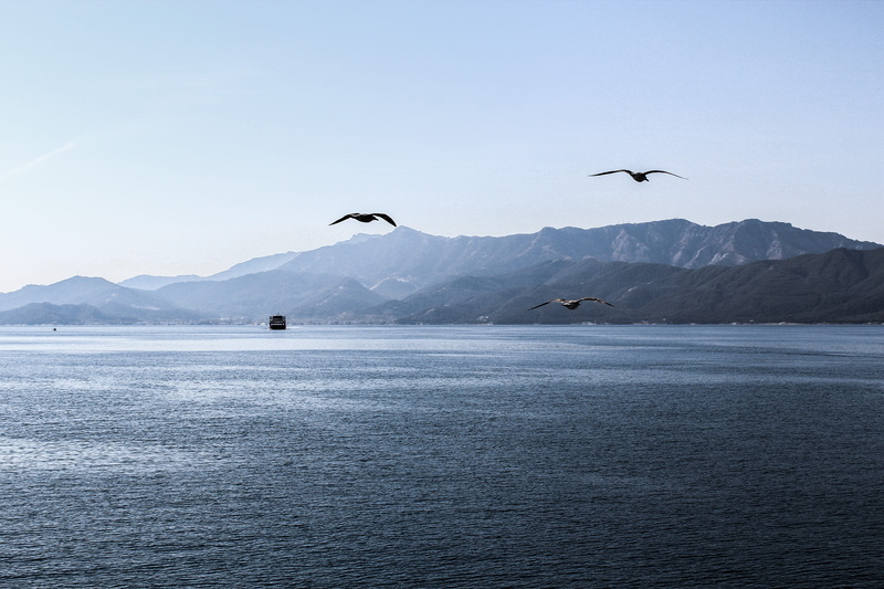animal wildlife, sea, beauty in nature, ship, 5K, day, mountain, bird, thasos, blue, greece, animals in the wild, waterfront, water, seagull, vertebrate