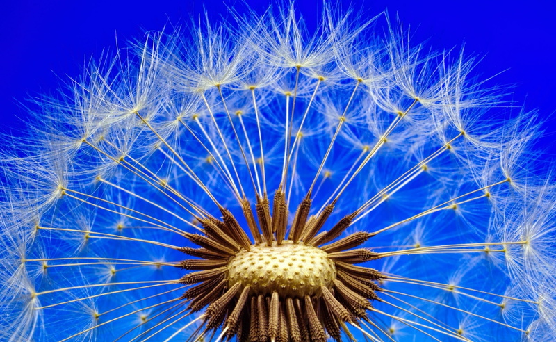 close-up, backgrounds, flower, pollen, growth, 2K, blue, beauty in nature, fragility, bluesky, dandelion seed, Photography, day, Aero, freshness, sky
