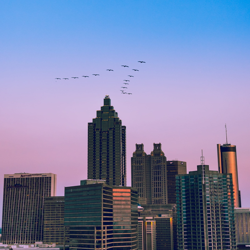 building, financial district, tall, modern, animals in the wild, twilight, bird, landscape, atlanta, spire, buildings, group of animals, animal themes