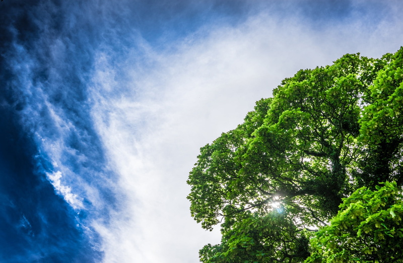 sun, backlight, Nature, Photography, Daylight, blue, Green, Sun and Sky, Clouds, Ireland, sky, 1080P, Tree, Beautiful, bluesky