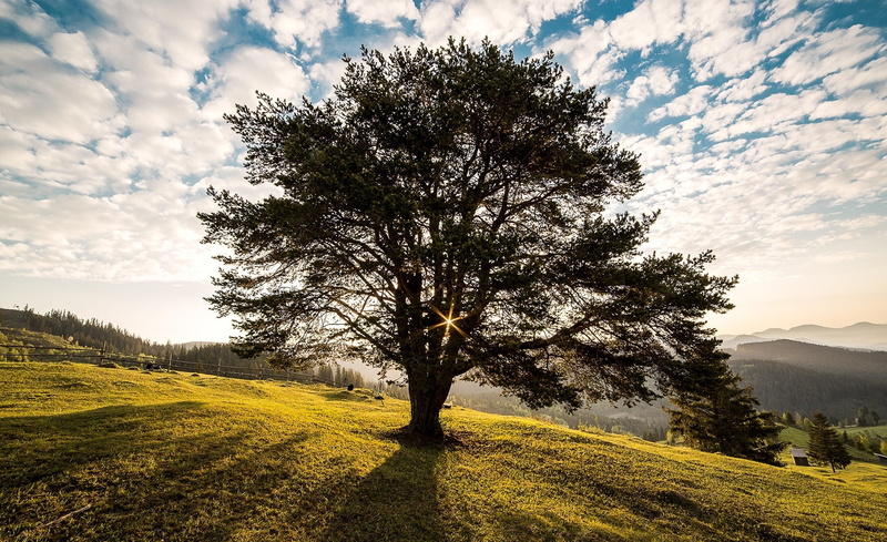 non-urban scene, Landscape, Europe, sky, Scenery, idyllic, environment, field, 1080P, outdoors, tranquil scene, tranquility, plant, campulung, growth