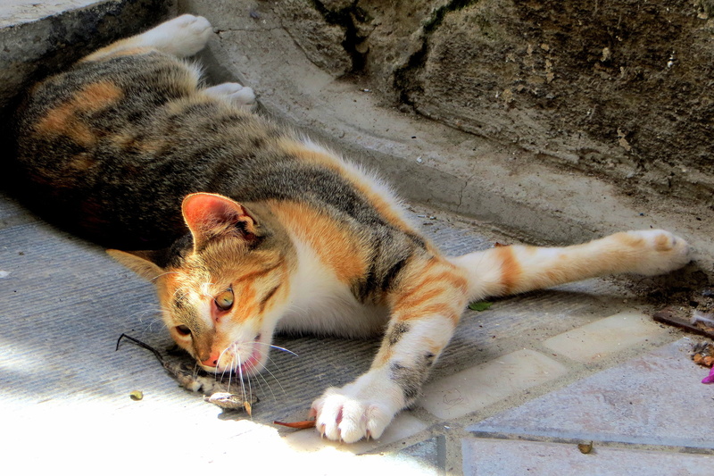 greek cat, animal, cat, adidas, stone floor, sunlight, domestic animals, animal themes, domestic Cat, cat and mouse dry, no people, feline, mieze, lying down