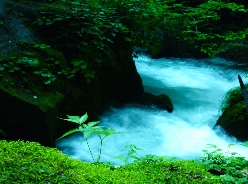 Asia, flowing, green color, flowing water, stream, rainforest, mountain stream, scenics - nature, growth, nature, motion, 4K, Japan, rock - object, plant