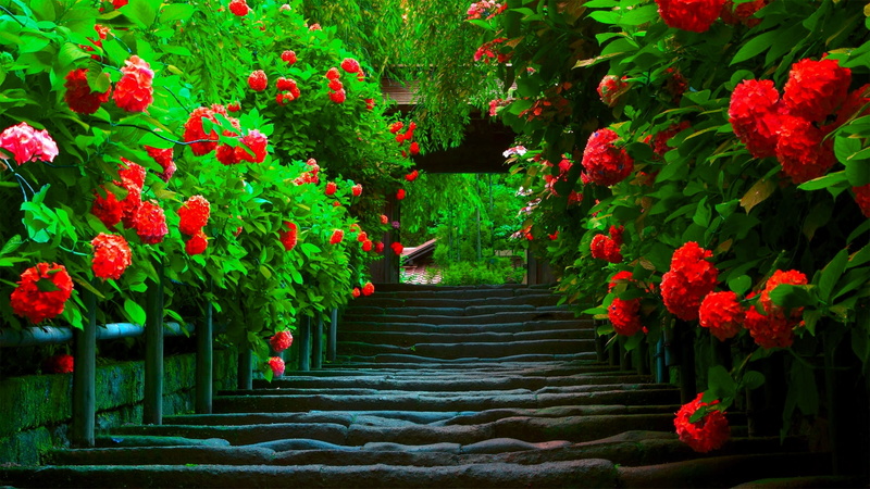 park, landscape, garden, field, forest, yard, flower, 1080P, nature, tree, grass, outdoor, plot, spring, plant, summer, tract