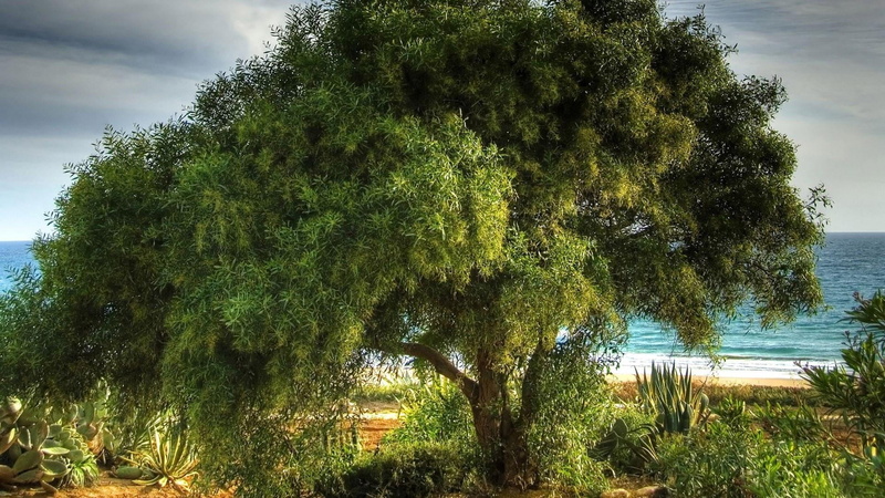 garden, tranquility, sky, spring, forest, fir, outdoors, land, tree, foliage, plot, plant, leaf, countryside, tranquil scene, 1080P, outdoor, day, oak