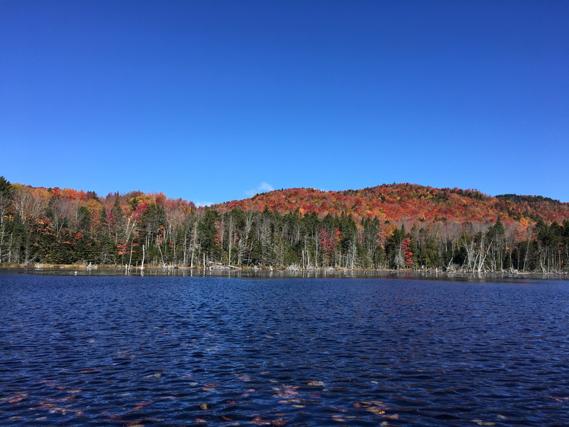 hardwood trees, boreas pond tract, day, copy space, scenics - nature, mountains, land, non-urban scene, autumn, beauty in nature, no people, clear sky
