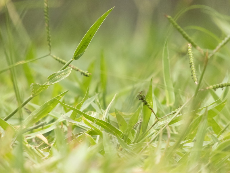 animal, day, grass, landscape, freshness, minas gerais, brasil, lawn, small, field, green color, land, beauty in nature, invertebrate, insect, growth, firefly