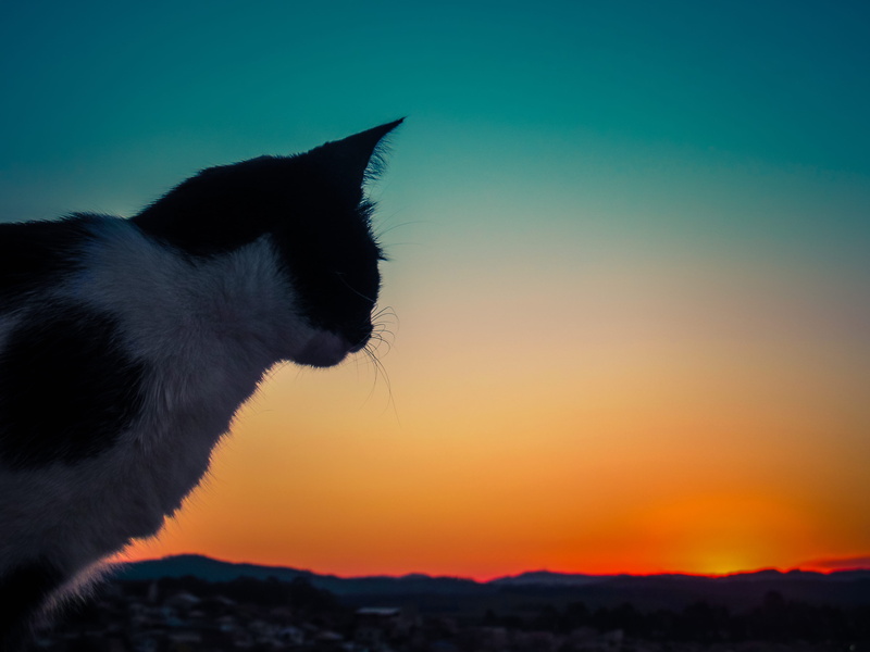 brazil, cats, one animal, outdoors, sun, pets, whisker, sky, no people, domestic animals, vertebrate, mammal, 4K, copy space, animal, night, feline, trees