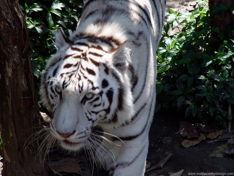 leopards, white, 2K, tiger, nature, king, land, animals, kittens, black, jaguar, big cats, cats