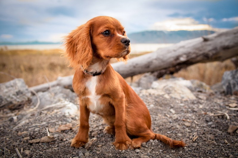1080P, domestic, vertebrate, focus on foreground, land, animal, Puppy, Cute, Dog, one animal, sitting, Spaniel, looking, Pet, domestic animals, purebred dog