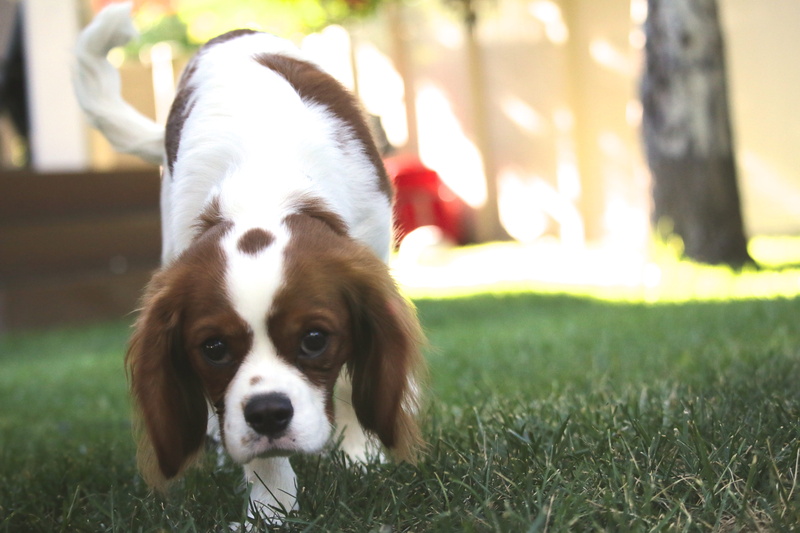 pets, mammal, domestic animals, animal head, day, piebald, king charles spaniel, no people, dog, cavalier king charles spaniel, 5K, focus on foreground